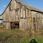 ruralky51
